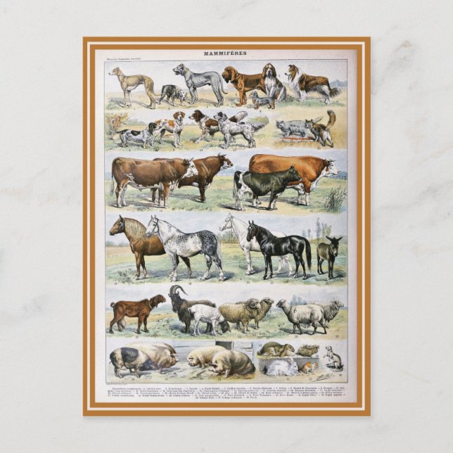 Illustration dictionnaire mammifères postcard (Front)