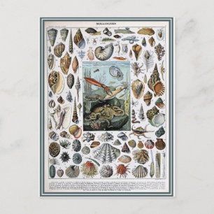 Illustration dictionnaire mollusques postcard