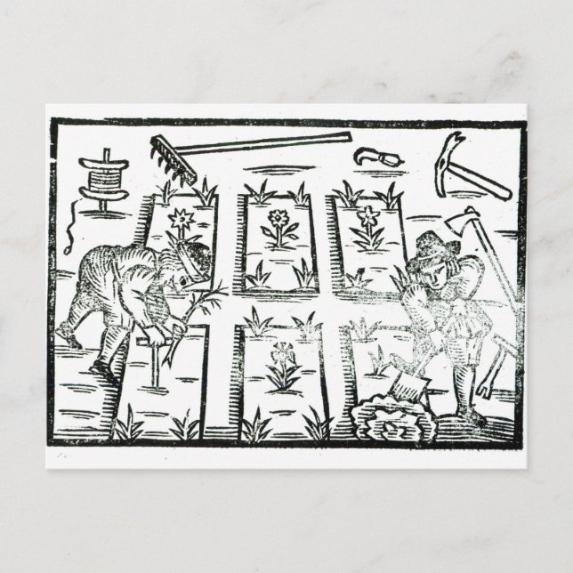 Illustration from a Book on Gardening Postcard (Front)