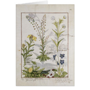 Illustration from the 'Book of Simple Medicines' 2