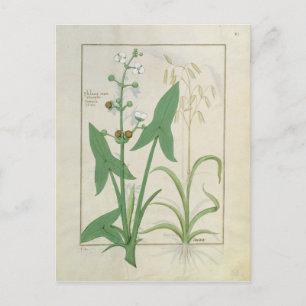 Illustration from the 'Book of Simple Medicines' 2 Postcard