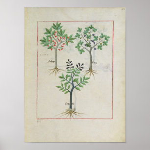Illustration from the 'Book of Simple Medicines' 2 Poster