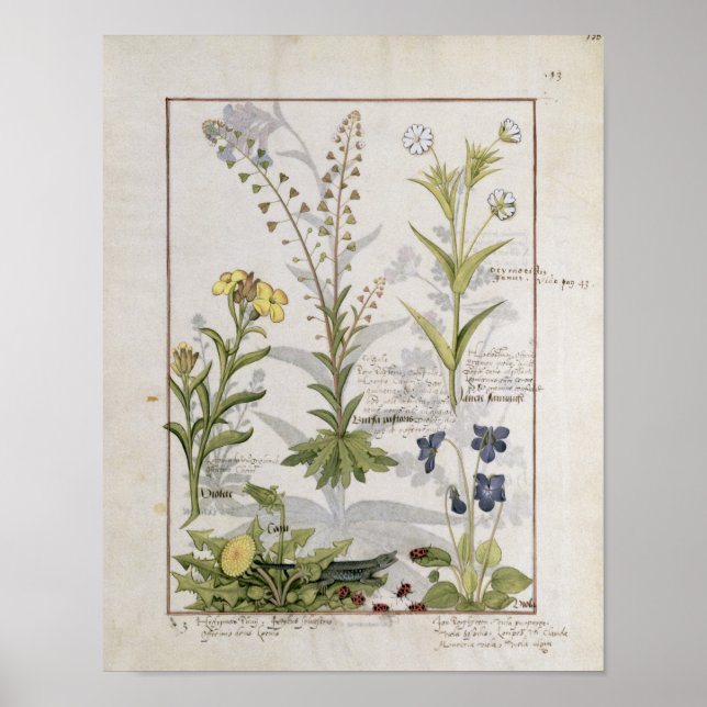 Illustration from the 'Book of Simple Medicines' 2 Poster (Front)