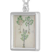 Illustration from the 'Book of Simple Medicines' 2 Silver Plated Necklace (Front Right)