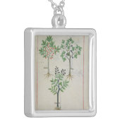 Illustration from the 'Book of Simple Medicines' 2 Silver Plated Necklace (Front Left)