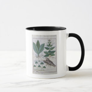 Illustration from the 'Book of Simple Medicines' Mug
