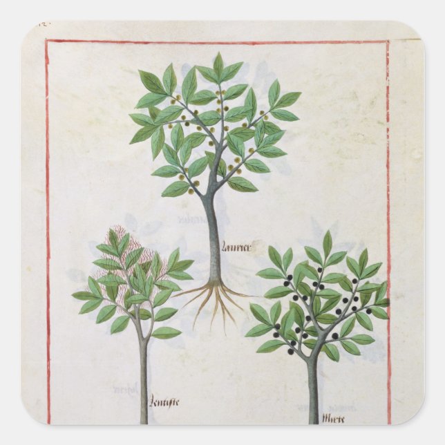 Illustration from the 'Book of Simple Medicines' Square Sticker (Front)