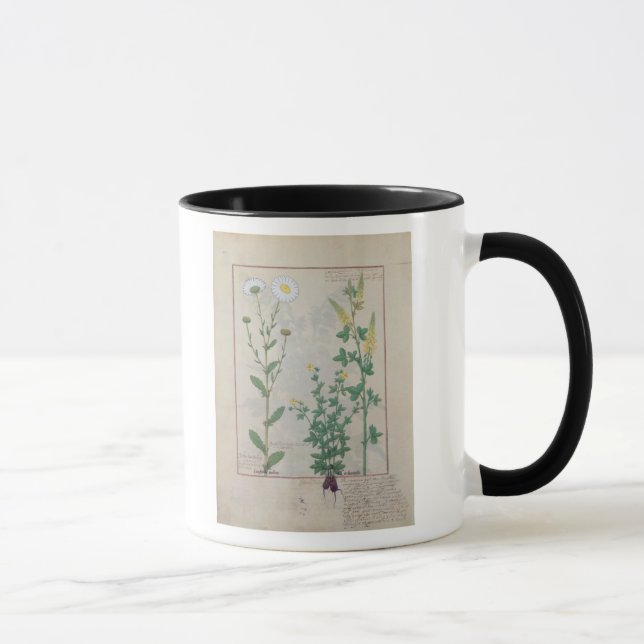 Illustration from 'The Book of Simple Mug (Right)