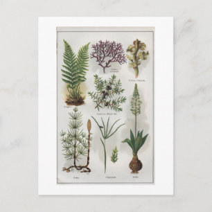 Illustration in ""MON DOCTEUR" Postcard