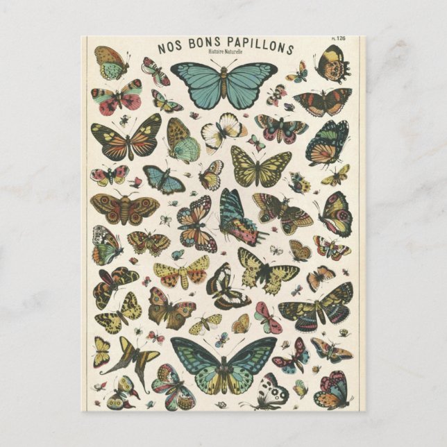 Illustration nos bons papillons postcard (Front)