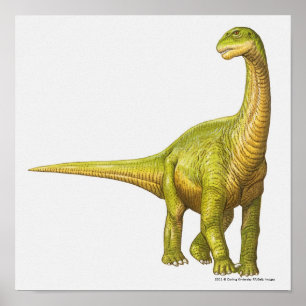Illustration of a Camarasaurus Poster