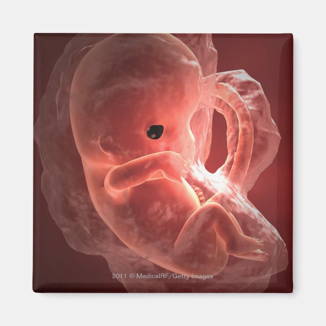 Illustration of a developing embryo magnet (Front)