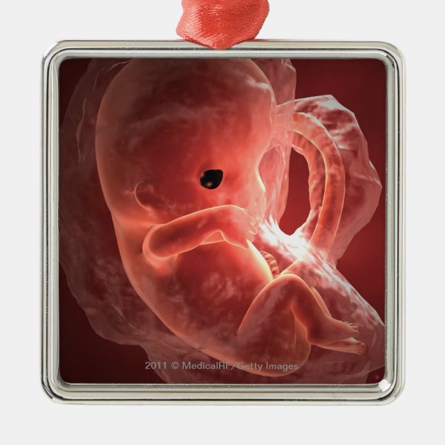 Illustration of a developing embryo metal tree decoration (Front)