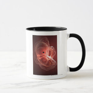 Illustration of a developing embryo mug