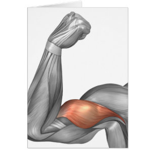 Illustration Of A Flexed Arm Showing Bicep