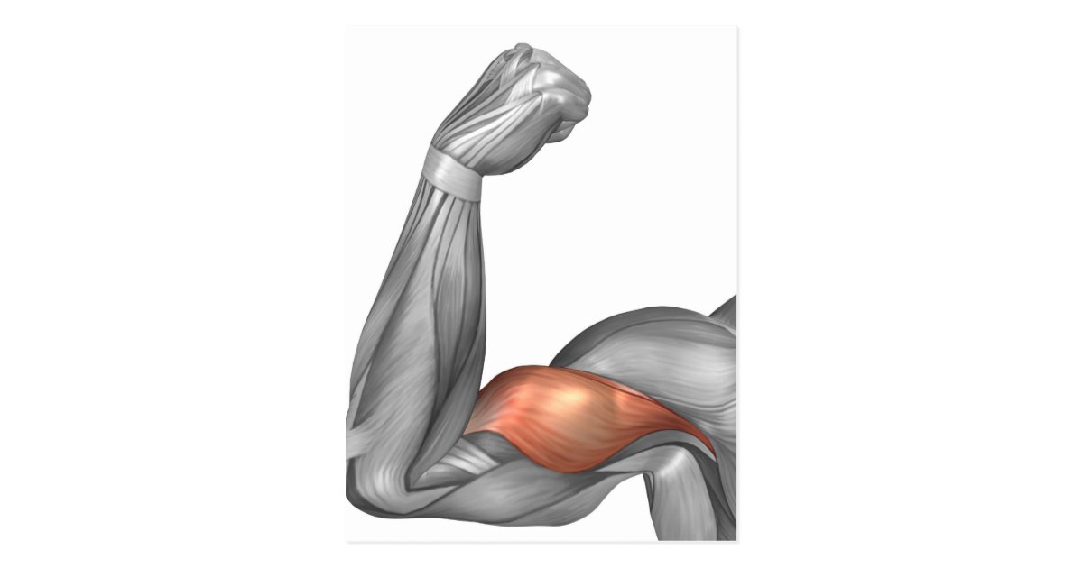 Illustration Of A Flexed Arm Showing Bicep Postcard Zazzle co uk