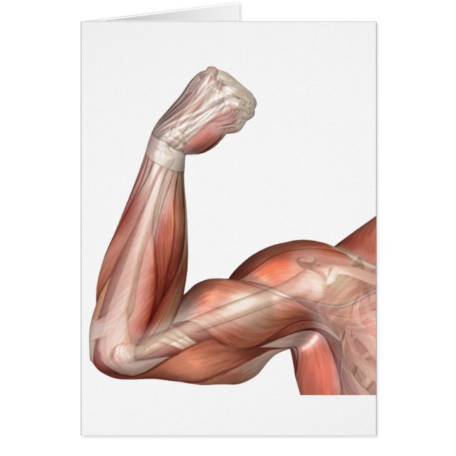 Illustration Of A Flexed Arm Showing Human Bicep (Front)