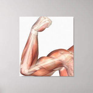 Illustration Of A Flexed Arm Showing Human Bicep Canvas Print