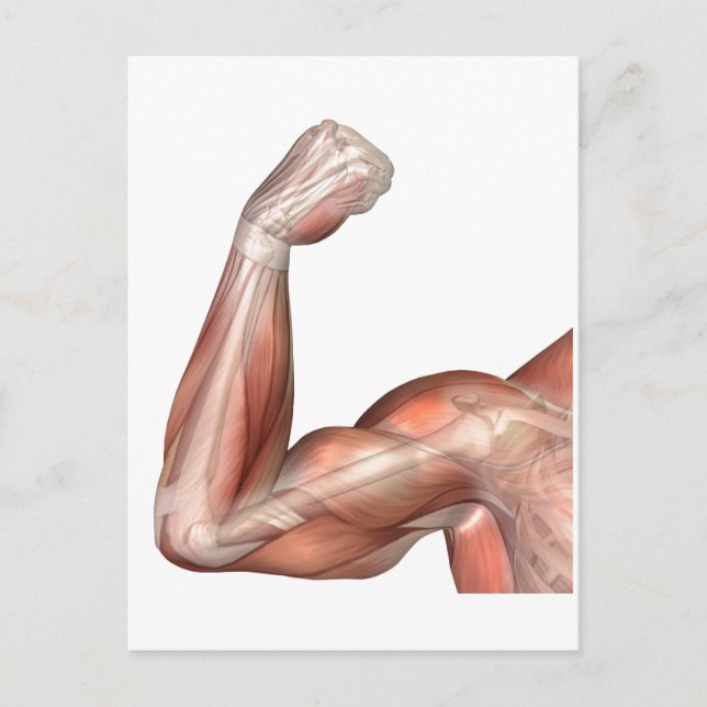 Illustration Of A Flexed Arm Showing Human Bicep Postcard (Front)