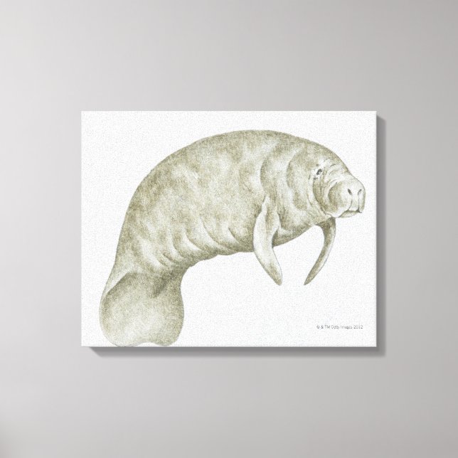 Illustration of a Manatee (Trichechus sp.) Canvas Print (Front)