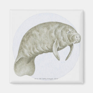 Illustration of a Manatee (Trichechus sp.) Magnet