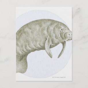 Illustration of a Manatee (Trichechus sp.) Postcard