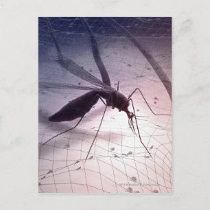 Illustration of a mosquito biting postcard