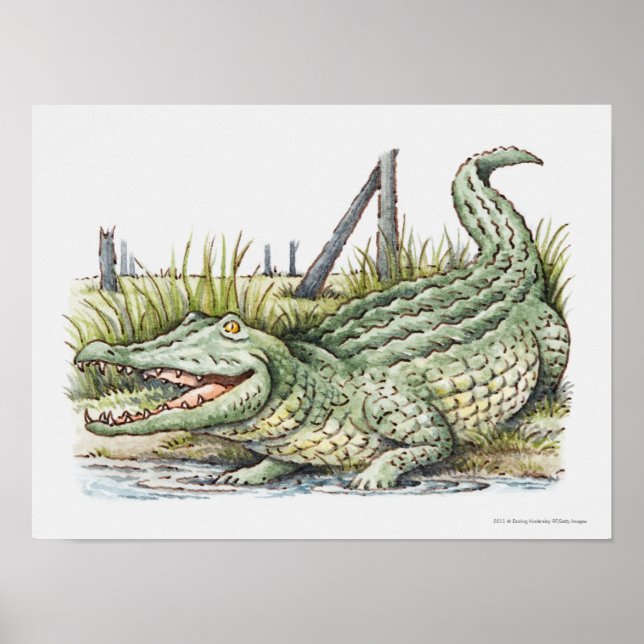 Illustration of alligator on the shore poster (Front)