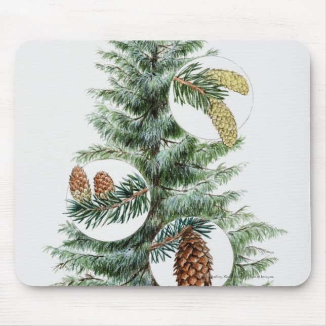 Illustration of coniferous tree with cones mouse mat (Front)