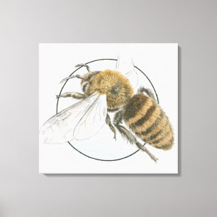 Illustration of European Honey Bee Canvas Print