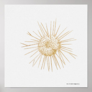Illustration of foraminiferan shell poster