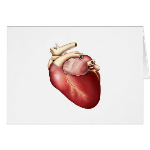 Illustration Of Human Heart