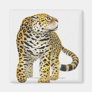 Illustration of Jaguar with head in profile Magnet