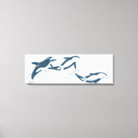 Illustration of Killer Whales (Orcinus orca)