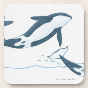 Illustration of Killer Whales (Orcinus orca) Coaster