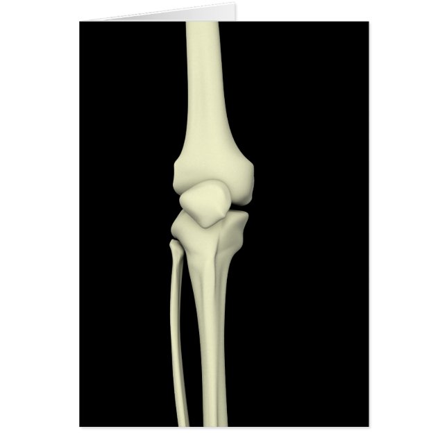 Illustration Of Knee Bone, Straight (Front)
