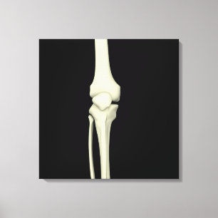Illustration Of Knee Bone, Straight Canvas Print