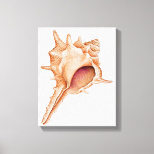 Illustration of Murex shell Canvas Print