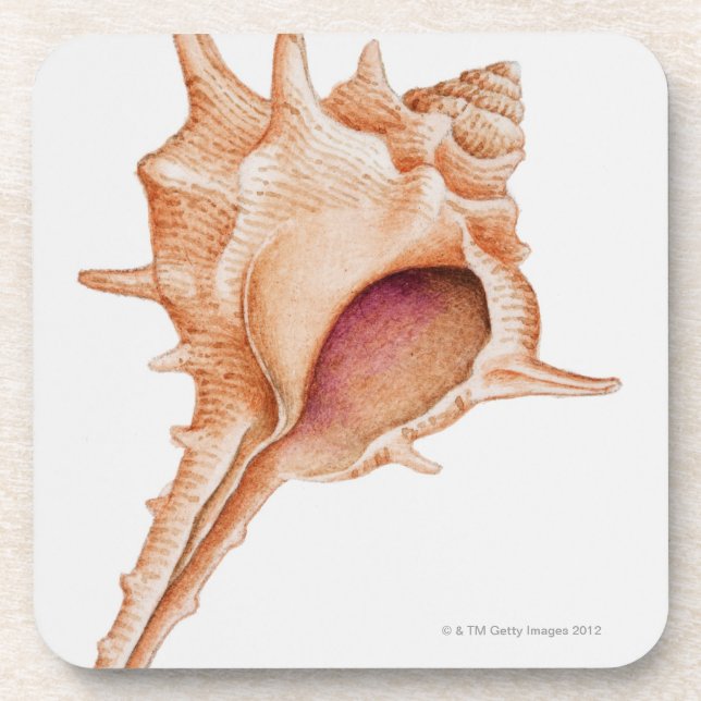 Illustration of Murex shell Coaster (Front)
