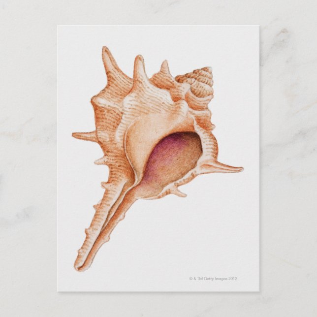 Illustration of Murex shell Postcard (Front)