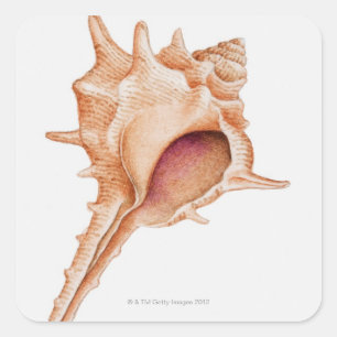 Illustration of Murex shell Square Sticker