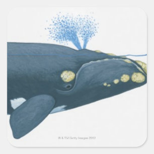 Illustration of North Pacific Right Whale Square Sticker