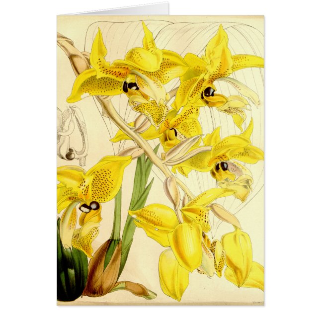 Illustration of Stanhopea wardii (Front)