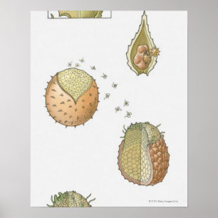 Illustration of the life cycle of a Selaginella Poster