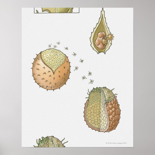 Illustration of the life cycle of a Selaginella Poster (Front)