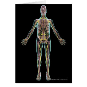 Illustration of the nervous system