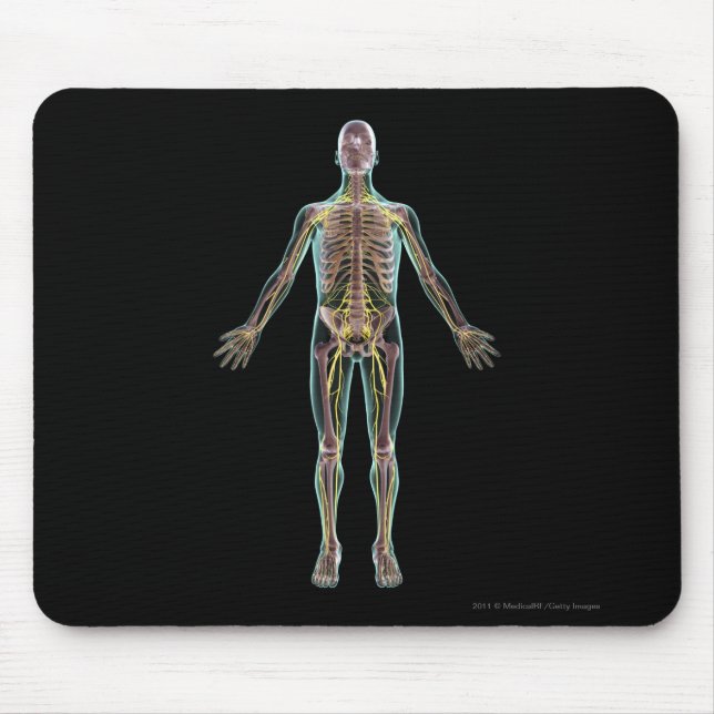 Illustration of the nervous system mouse mat (Front)
