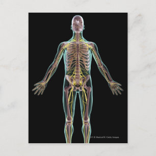 Illustration of the nervous system postcard