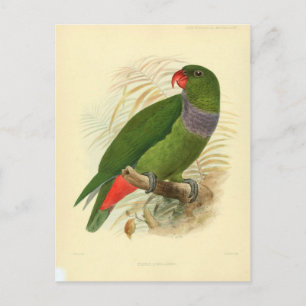 illustration oiseau postcard