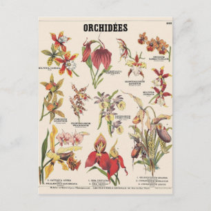 Illustration orchidées postcard